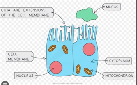 Structure And Function Of The Plasma Membrane Flashcards Quizlet