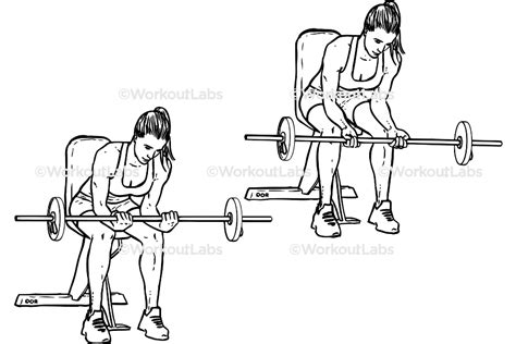 Seated Palm-Up Wrist Curls / Forearm Curls – WorkoutLabs Exercise Guide