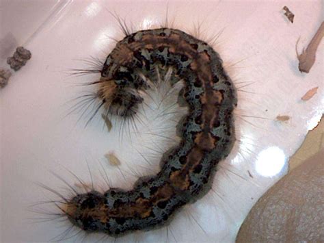 Frass Of The California Tent Caterpillar Foothill Sierra Pest Control