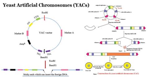 Yeast Artificial Chromosomes Yacs