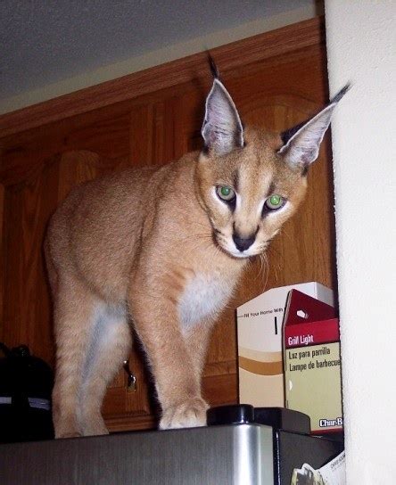 Caracal Kucing Cantik Bertelinga Unik Info Terkini