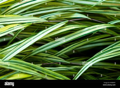 Botanical Garden Tall Grass Creating Light Patterns Stock Photo Alamy