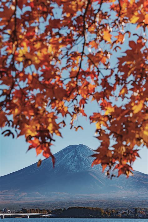 Fuji Kawaguchiko Autumn Leaves Festival on Behance