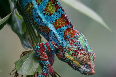 Panther Chameleon Care Sheet