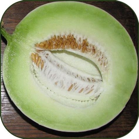 Heirloom Green Flesh Honeydew Melon 100 Seeds Non Gmo Usa T And Comb