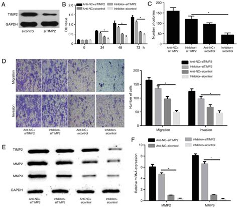 MiR616 Promotes Breast Cancer Migration And Invasion By Targeting