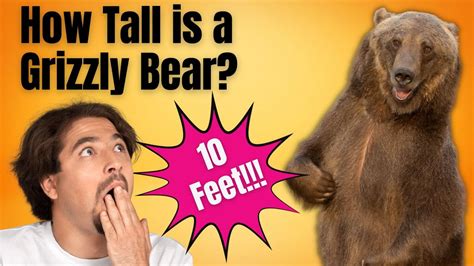 Average Height of a Grizzly Bear Standing Up