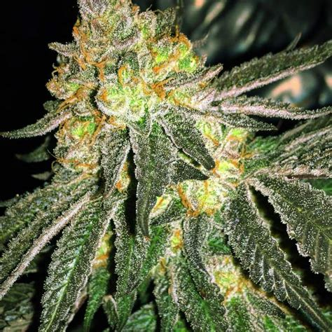 Shop Grease Monkey Feminized Seeds Usa Online Weed Seeds