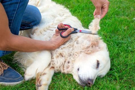 Flowbee For Dogs: Mess-Free Grooming For Your Mutt!