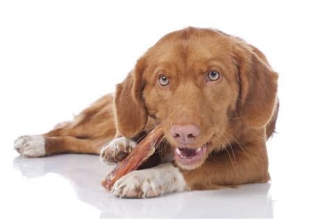 Saiba Como Escolher O Melhor Petisco Para Cachorro Petz