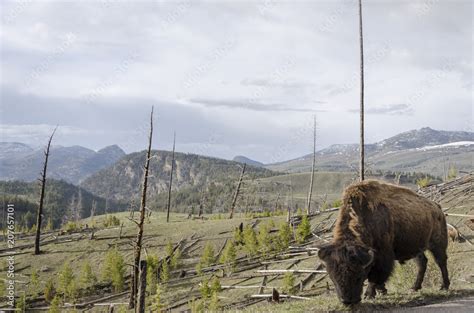 Bison im Yellowstone Stock Photo | Adobe Stock