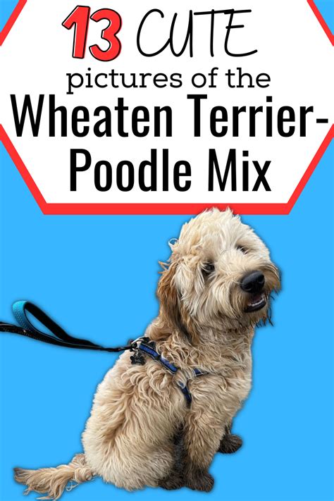Wheaten Terrier Poodle Mix Artofit