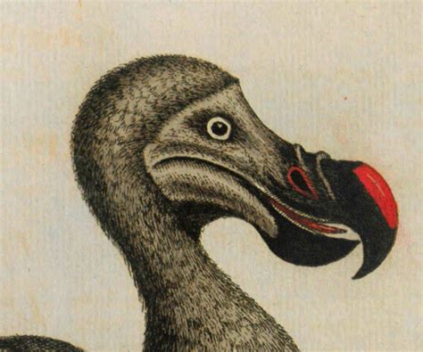 4 Vintage Dodo Bird Extinct Digital Art Print Download 1760 | Etsy