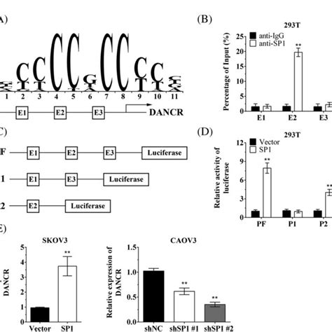 Lncrna Dancr Was Upregulated In Ovarian Cancer A Expression Of