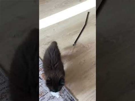 Пара-пара-пам😼 - YouTube