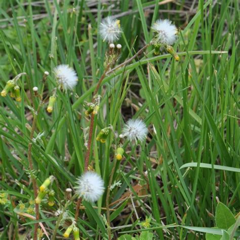 Senecio Vulgaris Naturdata Biodiversidade Em Portugal