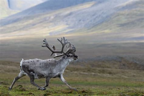 Svalbard Reindeer Flourish As Climate Warms » Explorersweb