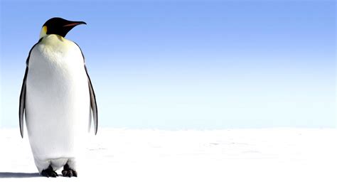 Are Emperor Penguins Endangered - Danger Choices