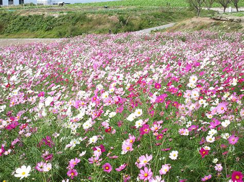 まだ間に合う！愛知県南知多町「観光農園花ひろば」で楽しめる、コスモスとひまわりとコキアの共演！知多郡南知多町の住みやすさを紹介【住む街なび】