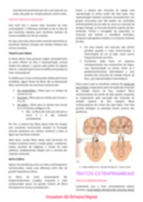 Solution Neuroanatomia Das Vias Eferentes Studypool