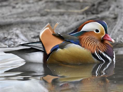 Mandarin Duck – Profile | Traits | Threats | Habitat | Breeding - BirdBaron