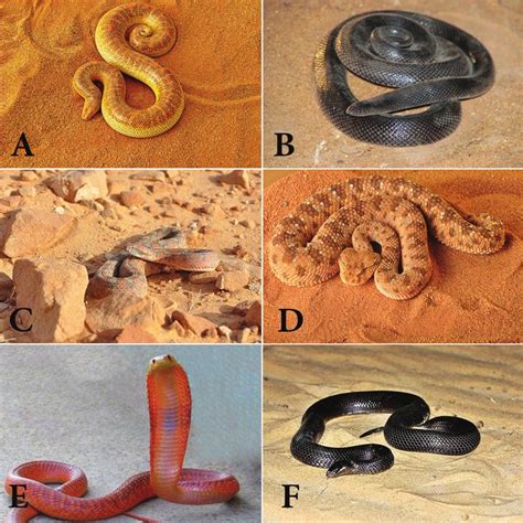 Snakes Of Saudi Arabia A Eryx Jayakari B Atractaspis Engaddensis