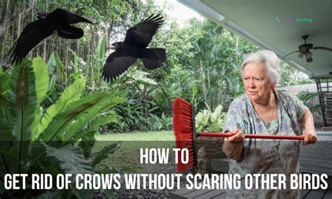 How To Keep Hawks Away From Bird Feeders 9 Ways
