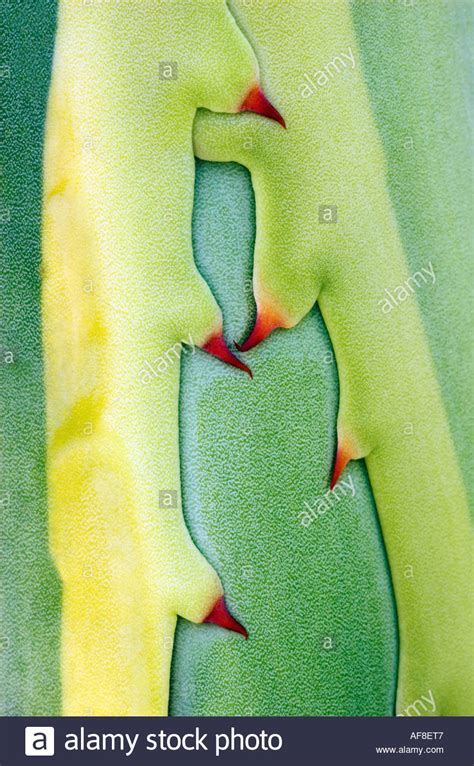 Agave americana 'Variegata' Stock Photo - Alamy