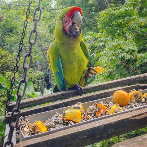 Adorable Hahns Macaws For Sale Terrys Parrot Farm