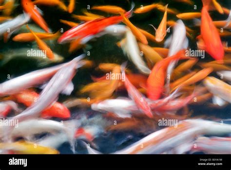 Koi Fish In Hawaii Koi Hi Res Stock Photography And Images Alamy