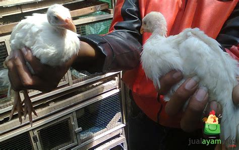 ayam mutiara putih keindahan  keunikan  koleksi unggas hias