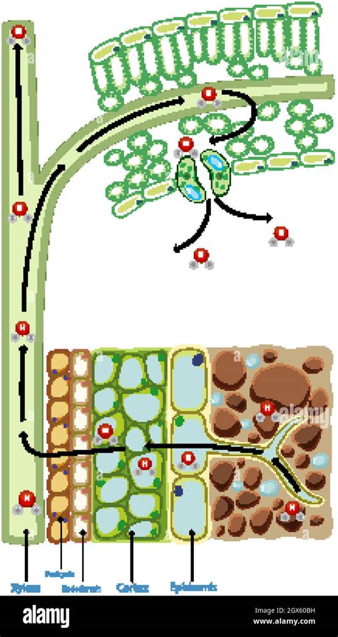 Diagrama Que Muestra La Célula De La Planta Imagen Vector De Stock Alamy