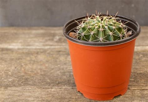 Hermoso Cactus Echinopsis C Mo Hacer Crecer El Concepto De Cactus