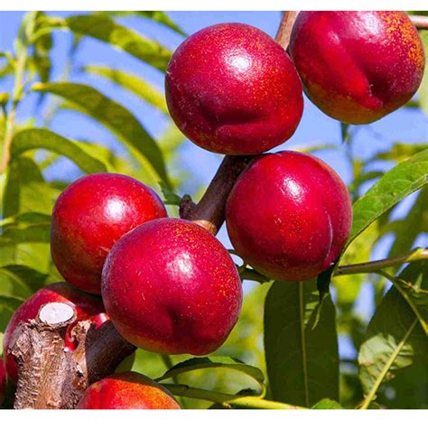 Nectarine Crimson Baby Dwarf Fruit Trees Garden World