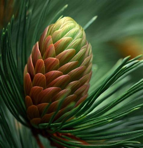 Pinus Radiata Monterey Pine