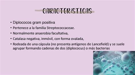 Solution Streptococcus Pneumoniae Studypool