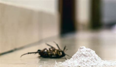 Does Boric Acid Kill Roaches and How to Get Rid of Roaches for Good ...