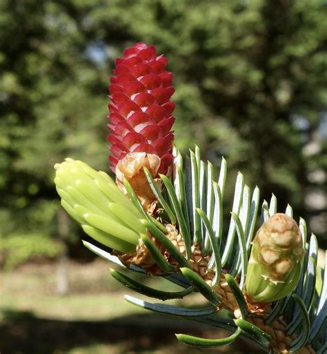 Picea Jezoensis 502 77 B Arb O Retum Flickr