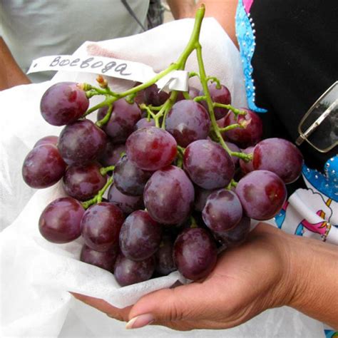 Саженцы винограда - купить с доставкой по Украине, цена в магазине ...