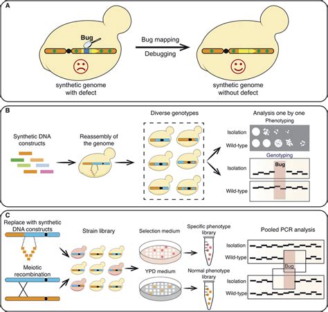 Bug Mapping Of Synthetic Yeast Chromosomes A Mapping And Debugging