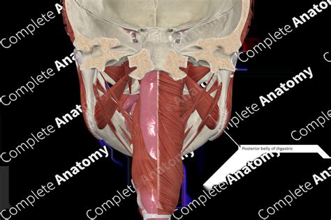 Posterior Belly Of Digastric Muscle Complete Anatomy