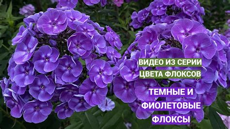 Цвета флоксов. Темные и фиолетовые флоксы - YouTube