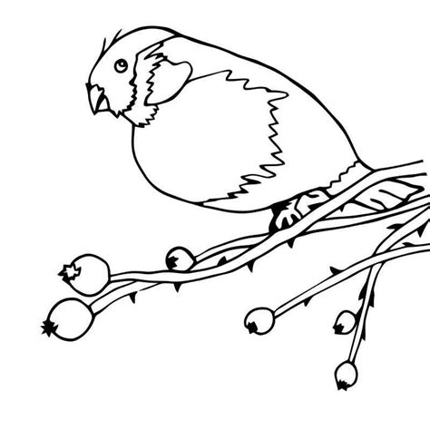 Раскраски Снегири На Ветке Рябины Зимой - 69 фото