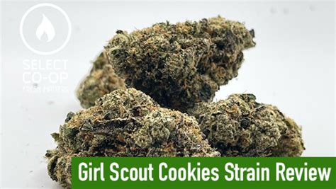 Girl Scout Cookies Strain Review from Select Co-Op