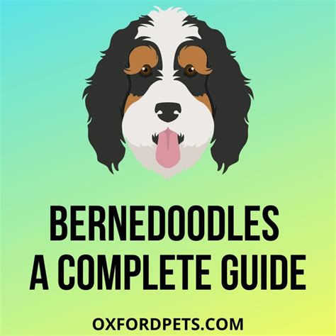 Bernedoodle Breed Traits Personality And More Oxford Pets