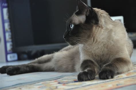 SIamese Cat Wallpaper 66 Images