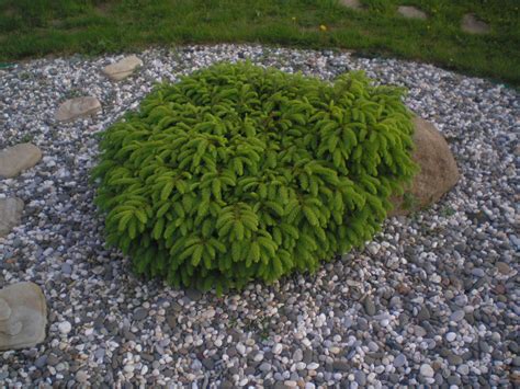 Ель обыкновенная Нидиформис в ландшафтном дизайне (46 фото) - фото ...