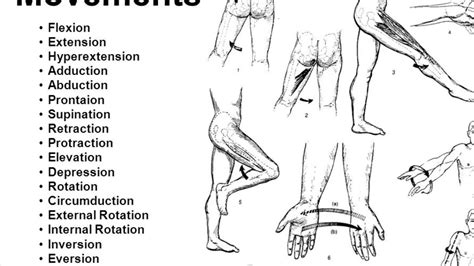 Directional Movements And Major Muscles Medical Terminology Project