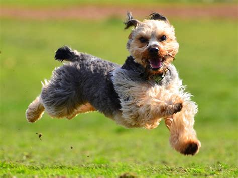 running dog costume 5