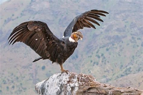 Condor Condor Des Andes Andean Condor Colourful Wallpaper Iphone